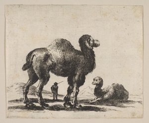 Deska 17: velbloudi, z Různých zvířat Diversi animali, po roce 1641. od Unbekannt