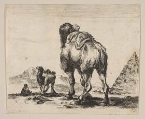 Deska 18: velbloud při pohledu zezadu s pyramidou vpravo, z Různá zvířata Di..., po roce 1641. od Unbekannt
