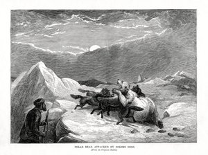 Polar Bear Attacked by Eskymo Dogs, 1877 od Unbekannt