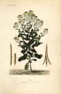Polská řepka nebo olejnatá rostlina řepky, Brassica rapa, Brassica campestris, Colza od Unbekannt