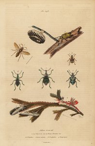 Polistes gallicus, vosa a hnízdo papírová, nosatce modrá, Eupholus schoenherri, nosatka kořenová, Diaprepes abbreviatus, mořští slimáci Polycera, Ancula gibbosa, Atlantic ancula, na mořských řasách od Unbekannt