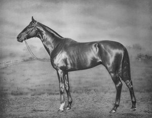 Polymelus, 1902-1924, 1911 od Unbekannt