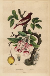 Pompadour cotinga, Xipholena punicea, na jabloni, Malus pumila, ovoce, květ Pompadour a jabloň s kyticemi od Unbekannt
