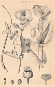Poppy, c19. století od Unbekannt