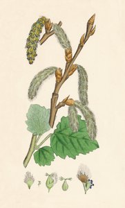 Populus canescens. Topol šedý, 19. století od Unbekannt