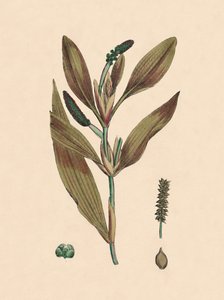 Potamogeton rufescens. Načervenalý pondweed, 19. století od Unbekannt
