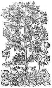 Brambor, 1640 od Unbekannt