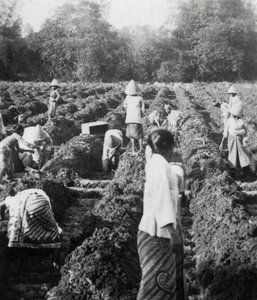 Příprava zavlažovacích kanálů na cukrové plantáži, Jáva, Nizozemská východní Indie, 1927 od Unbekannt