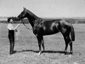 Pretty Polly, 1901-1931, 1911 od Unbekannt