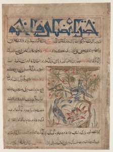 Vlastnosti Ringdoves recto, O výhodách křepelek verso..., c. 1300. od Unbekannt