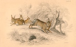 Králík Oryctolagus cuniculus, 1828 od Unbekannt