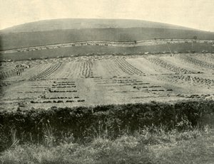 Soutěž Reaper and Binder, Mount Blowhard, poblíž Ballaratu, 1901. od Unbekannt