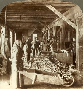 Příjem ryb z námořních lodí a balení pro export - sklad ryb, Aalesund, Norsko, c1905. od Unbekannt