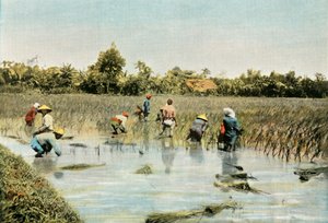 Sklizeň rýže, 1900. od Unbekannt