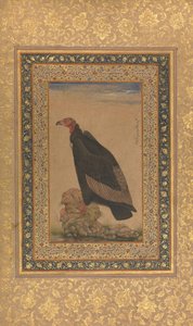 Red-Headed Vulture, Folio z alba Shah Jahan, recto a verso: začátek 19. století. od Unbekannt
