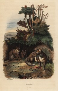 Lišky obecné, Vulpes vulpes, mimo doupě od Unbekannt