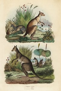 Klokan červený, Macropus rufus 1, klokan šedý východní, Macropus giganteus 2, a klokan tmavý, Thylogale brunii 3 od Unbekannt