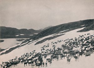 Sob na horách, 1914. od Unbekannt