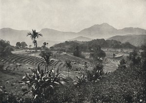 Reisfelder v Terrasen angelegt, 1926 od Unbekannt