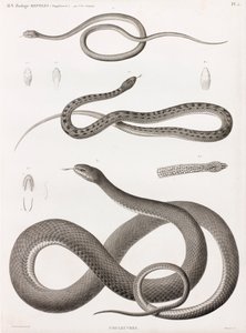 Plazi: série ilustrací hadů od Unbekannt