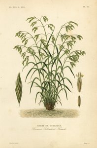 Rescuegrass neboli sveřep Schraderův, Bromus catharticus, Bromus schraderi, Brome de Schrader od Unbekannt