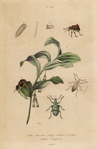 Rhigus, Platyoma a Cyphus, mnohonožka štětinatá, ležáky Polyxenus a tuleň krále Šalamouna, Polygonatum odoratum od Unbekannt