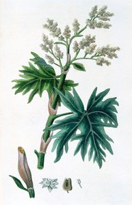 Rebarbora, 1823 od Unbekannt