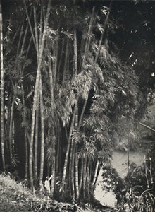 Riesenbambus Dendrocalamus giganteus v Peradeniya bei Kandy, 1926 od Unbekannt