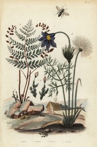 Skalní mech, Andraea rupestris 1, včela hornická, Andrena agilissima 2, kvetoucí kapradina, Anemia adiantifolia 3, a koniklec, Anemone pulsatilla 4 od Unbekannt