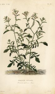 Raketa nebo rukola, Caterpillar vesicaria, Caterpillar sativa, Roquette cultivee od Unbekannt