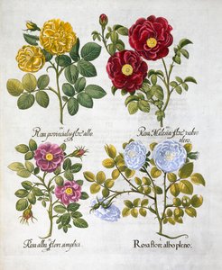 Růže, 1613 od Unbekannt
