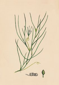 Ruppia spiralis. Greater Ruppia, 19. století od Unbekannt