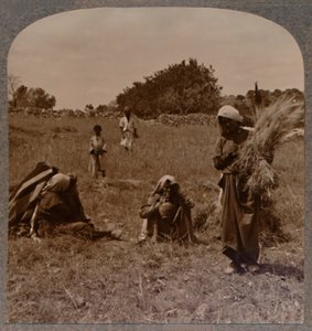 Ruth paběrkující na Boazových polích, c1900 od Unbekannt