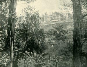 Scéna v Upper Gembrook, Victoria, 1901. od Unbekannt
