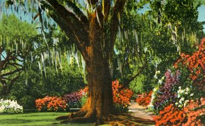 Scéna v Magnolia Gardens, poblíž Charlestonu, SC, 1942. od Unbekannt