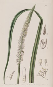 Boty Ocaulon officinale od Unbekannt