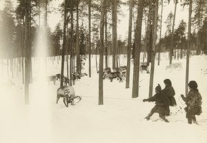 Švédsko. Hadr (semeno) při odchytu sobů. Kolem roku 1900 od Unbekannt