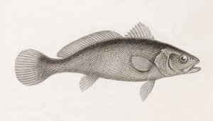 Science Corb, zblízka od Unbekannt
