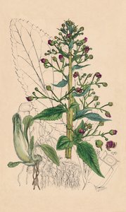 Scrophularia Ehrharti. Ehrhartova voda-betonie, 19. století od Unbekannt