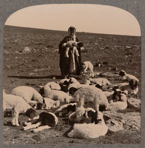 Pastýř a stádo, c1900 od Unbekannt