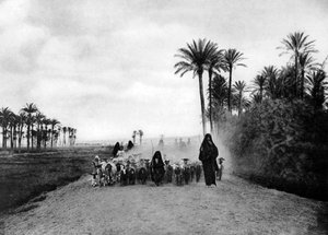 Pasení ovcí poblíž Káhiry, Egypt, c1920 od Unbekannt