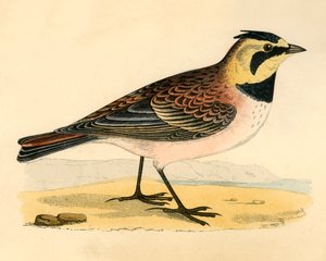 Shore Lark, konec 19. století. od Unbekannt