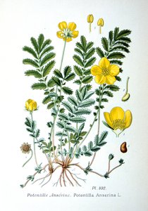 Silverweed, 1893 od Unbekannt