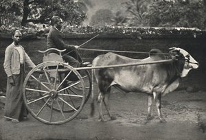 Sinhálský zebu hodinový stroj, 1926 od Unbekannt