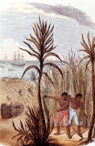 Otroci pěstující cukrovou třtinu v Západní Indii, 1852 od Unbekannt