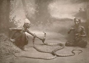 Zaříkávače hadů s Hamadryads Kuy Cobras, 1900. od Unbekannt
