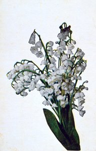 Sněženka, francouzská květinová pohlednice, c1900 od Unbekannt
