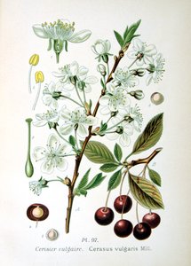 Višeň, 1893 od Unbekannt