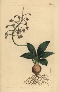 Squill jihoindický, Ledebouria revoluta (drimia malolistá, Drimia lanceaefolia) od Unbekannt