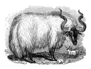 Španělská ovce, 1848 od Unbekannt